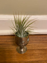 Load image into Gallery viewer, Mystery Plant Pot