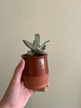 Load image into Gallery viewer, Mystery Plant Pot