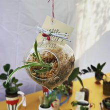 Load image into Gallery viewer, Mystery Plant Pot