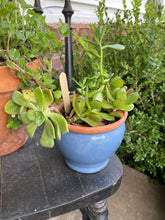 Load image into Gallery viewer, Mystery Plant Pot