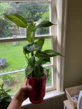 Load image into Gallery viewer, Mystery Plant Pot