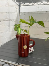 Load image into Gallery viewer, Mystery Plant Pot