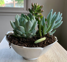 Load image into Gallery viewer, Mystery Plant Pot