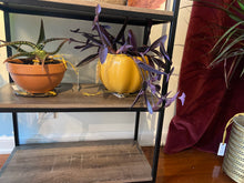 Load image into Gallery viewer, Mystery Plant Pot