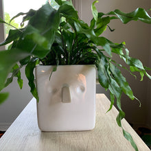 Load image into Gallery viewer, Mystery Plant Pot
