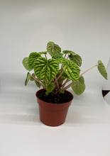Load image into Gallery viewer, Peperomia caperata / Ripple
