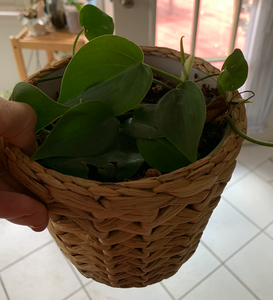 Heart-leaf Philodendron