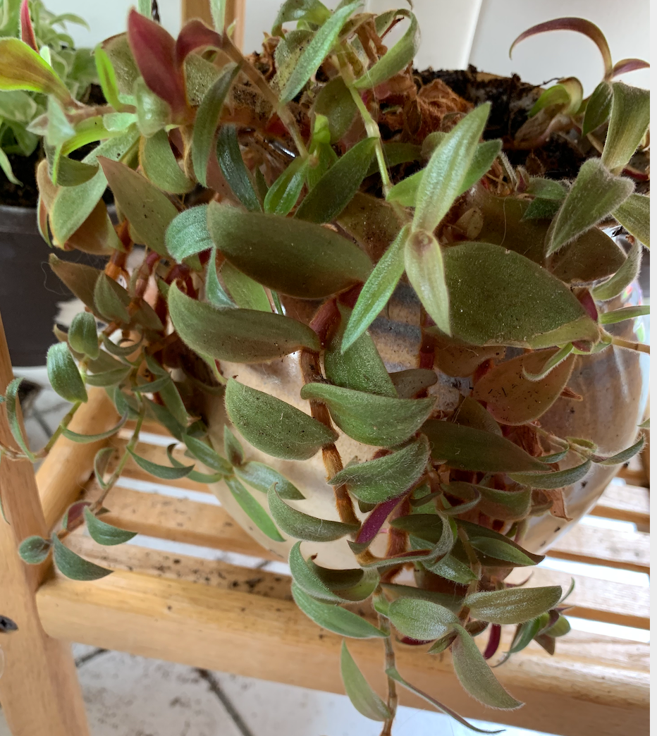is teddy bear vine a succulent Teddy Bear Vine Cuttings – Sweeter Sweet Pea