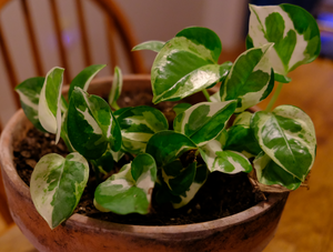 Pearl and Jade Pothos Cuttings