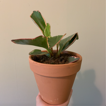 Load image into Gallery viewer, Peperomia clusiifolia / Jelly Peperomia
