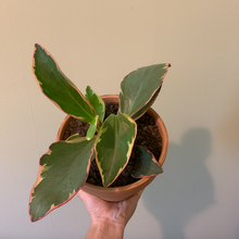 Load image into Gallery viewer, Peperomia clusiifolia / Jelly Peperomia
