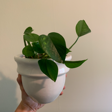 Load image into Gallery viewer, Heart-leaf Philodendron
