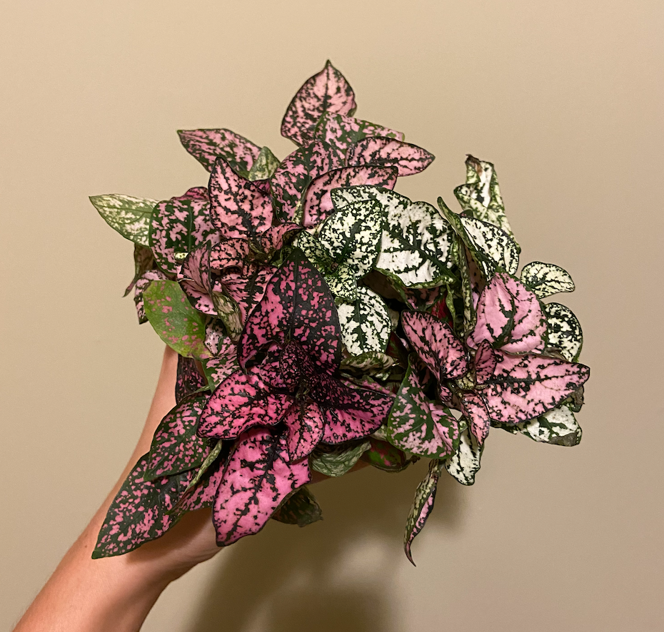 Tri-color Polka-dot Plant
