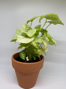 Syngonium podophyllum / Exotic Allusion Arrowhead Plant