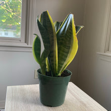 Load image into Gallery viewer, Snake Plant Start
