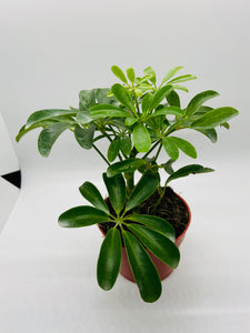 Schefflera arboricola / Mini Umbrella Tree