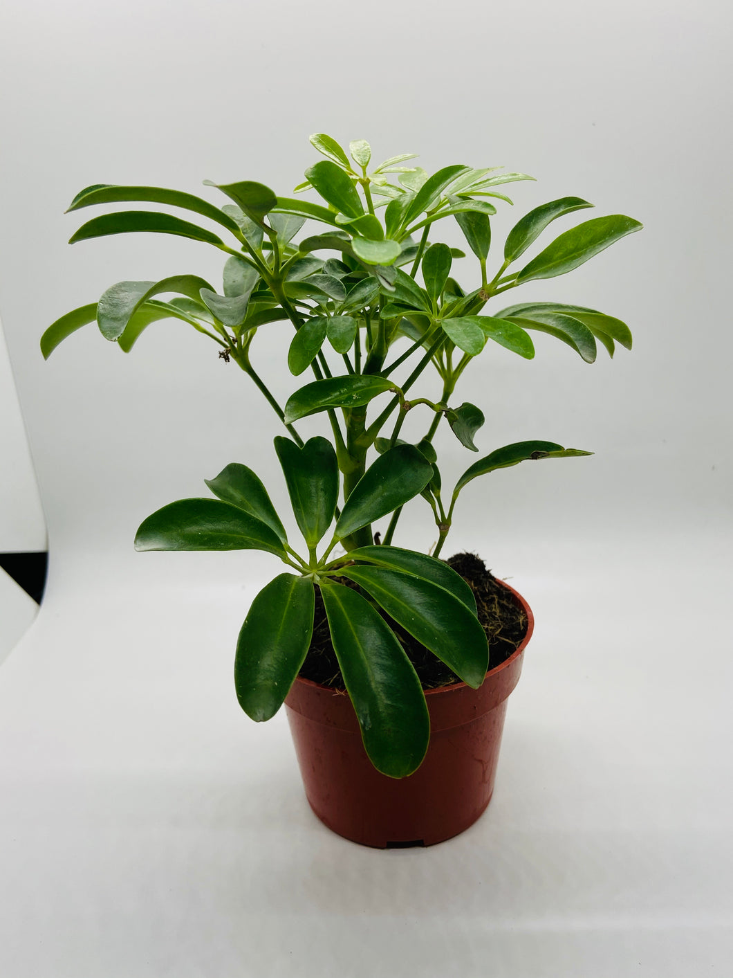 Schefflera arboricola / Mini Umbrella Tree