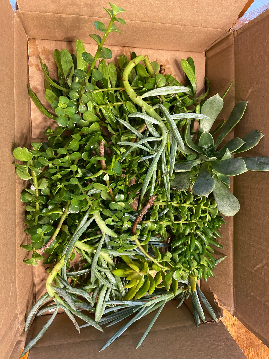 Succulent clippings